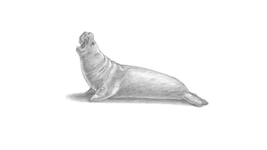 854x480 How To Draw An Elephant Seal - Elephant Seal Drawing