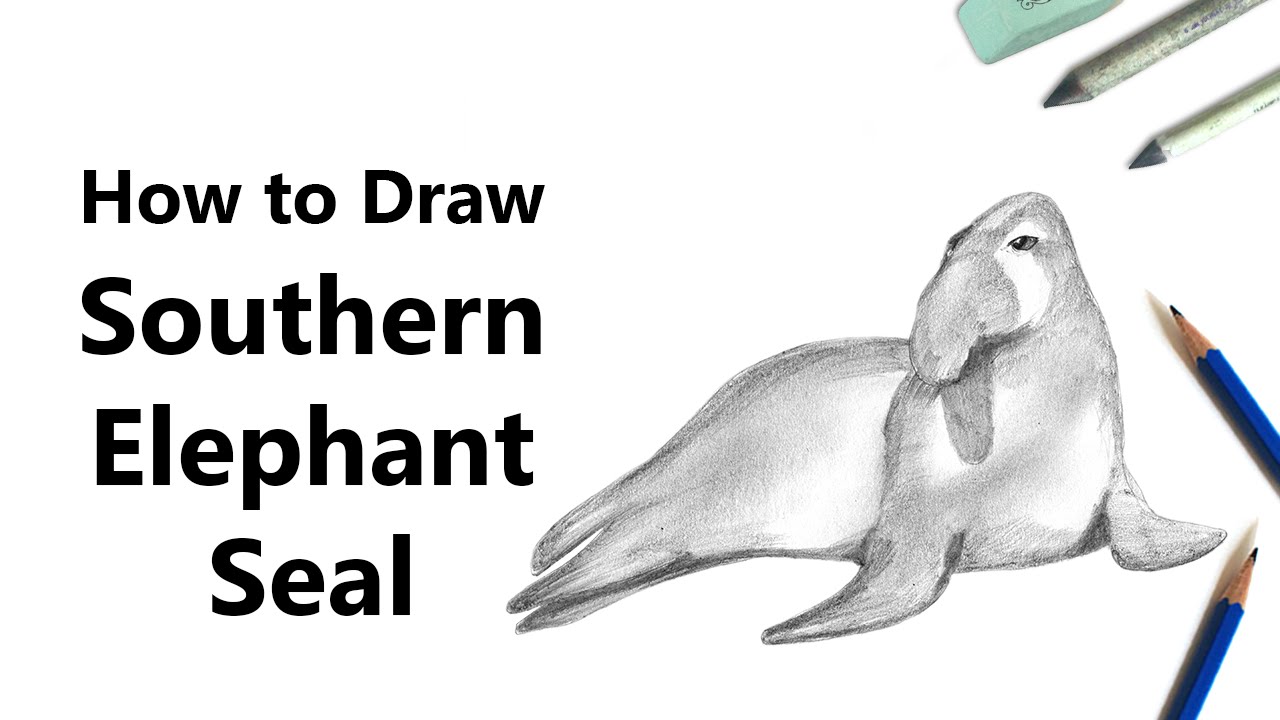 1280x720 How To Draw A Southern Elephant Seal With Pencils - Elephant Seal Drawing