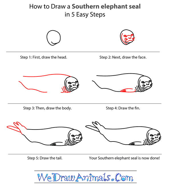 600x666 How To Draw A Southern Elephant Seal - Elephant Seal Drawing