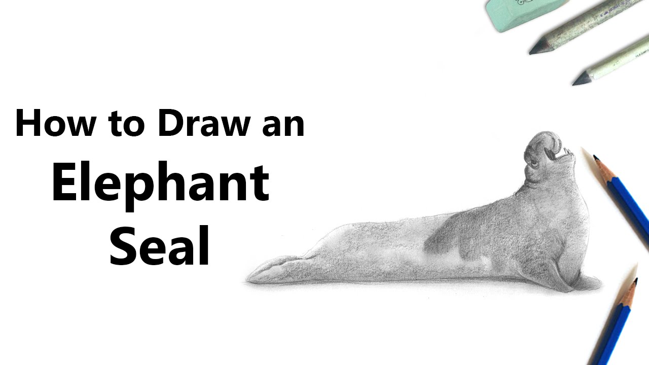 1280x720 How To Draw An Elephant Seal In Pencil - Elephant Seal Drawing