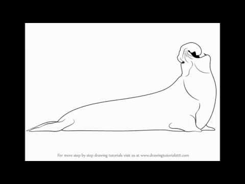 480x360 How To Draw Elephant Seal - Elephant Seal Drawing