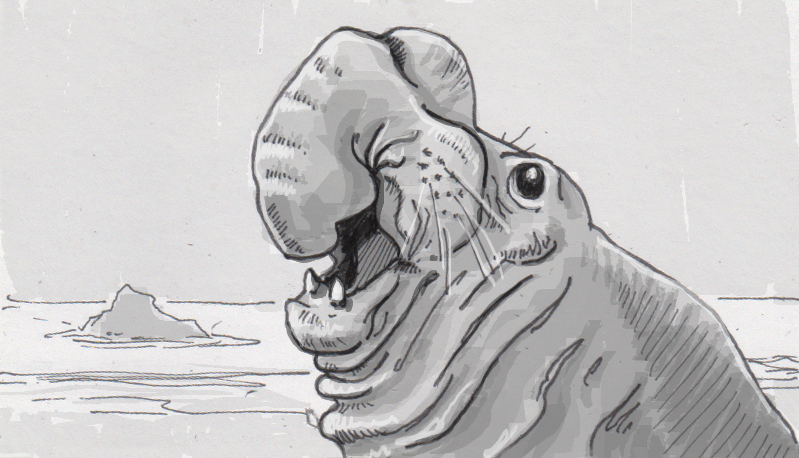 799x458 Determining Which Details Make A Difference To Vocalizing Elephant - Elephant Seal Drawing