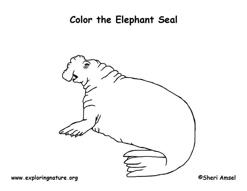 792x612 Seal - Elephant Seal Drawing