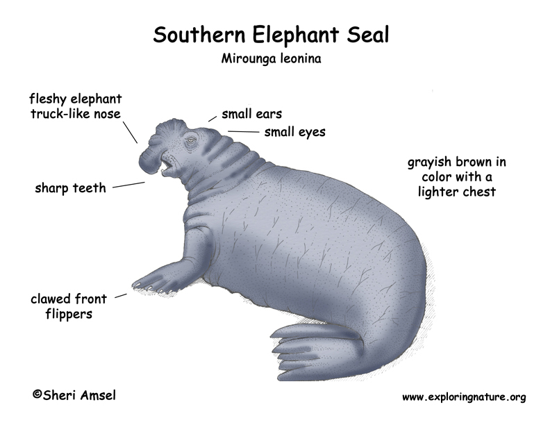792x612 Seal - Elephant Seal Drawing