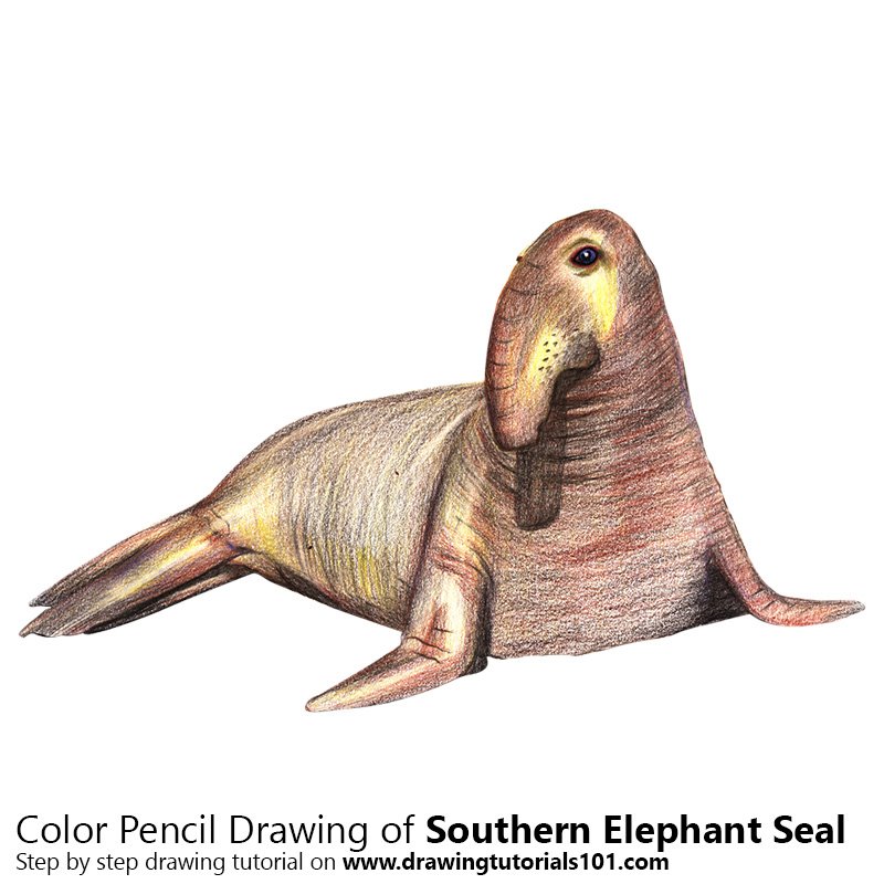 800x800 Southern Elephant Seal Colored Pencils - Elephant Seal Drawing