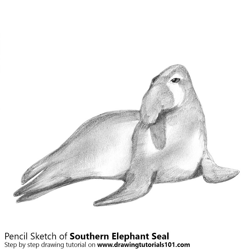 800x800 Southern Elephant Seal Pencil Drawing - Elephant Seal Drawing