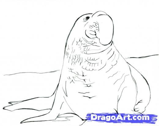520x411 Step How To Draw An Elephant Seal, Draw A Realistic Elephant - Elephant Seal Drawing