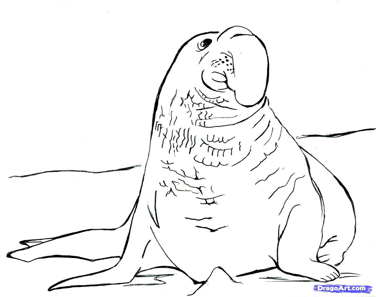 Elephant Seal Drawing at PaintingValley.com | Explore collection of