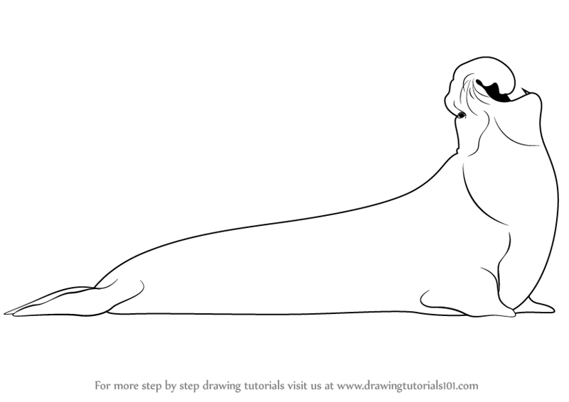 800x566 Step - Elephant Seal Drawing