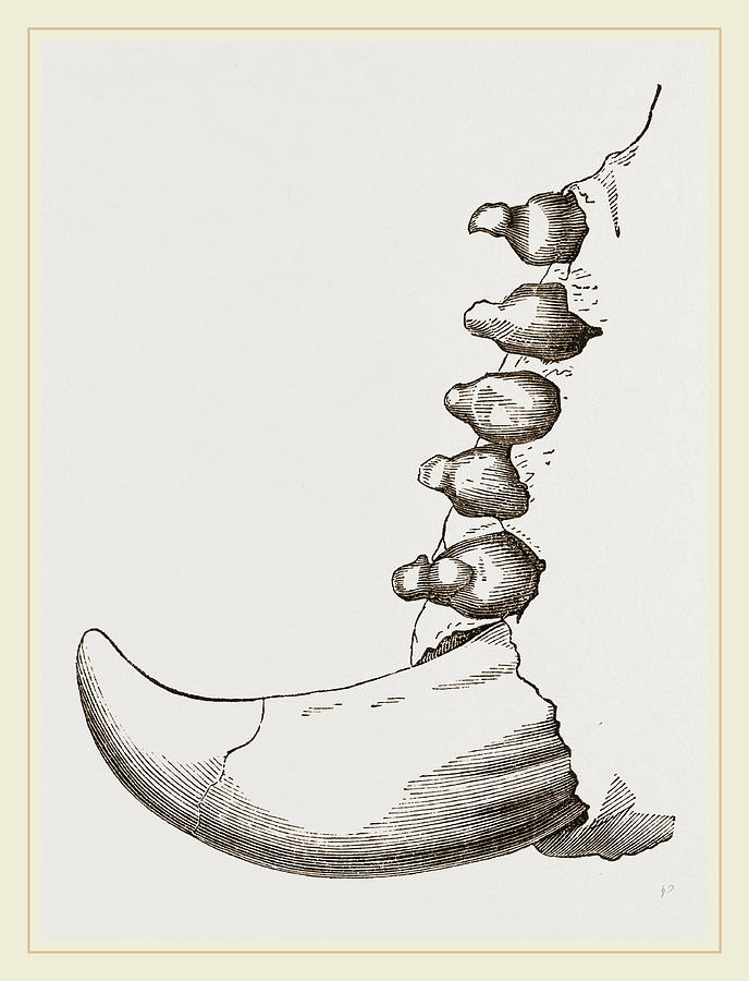 688x900 Teeth Of Elephant Seal Drawing - Elephant Seal Drawing