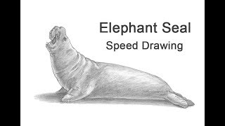 320x180 Watch How To Draw An Elephant Seal Lessons And Draw - Elephant Seal Drawing
