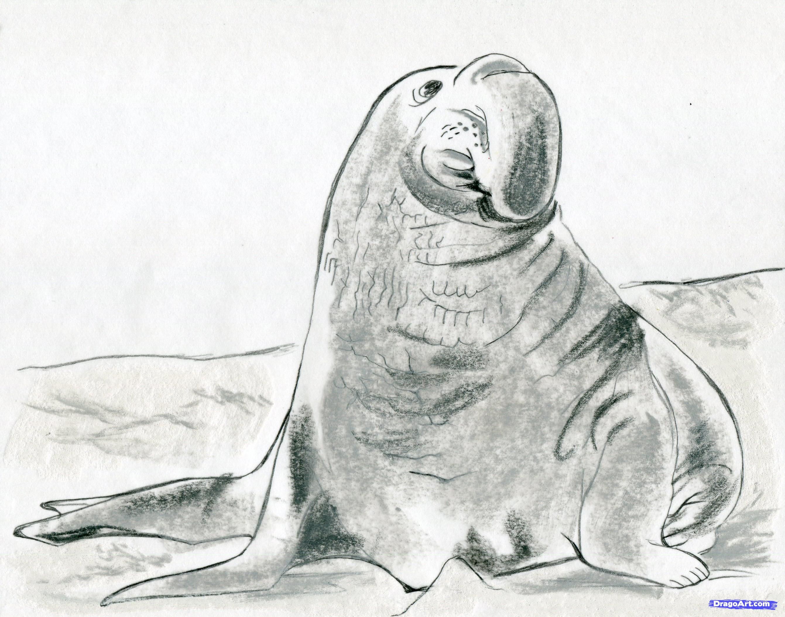 Elephant Seal Drawing at PaintingValley.com | Explore collection of