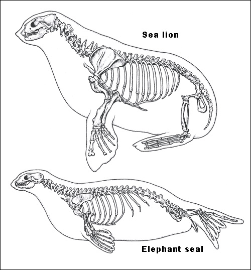 500x538 earthguide elephant seals - Elephant Seal Drawing