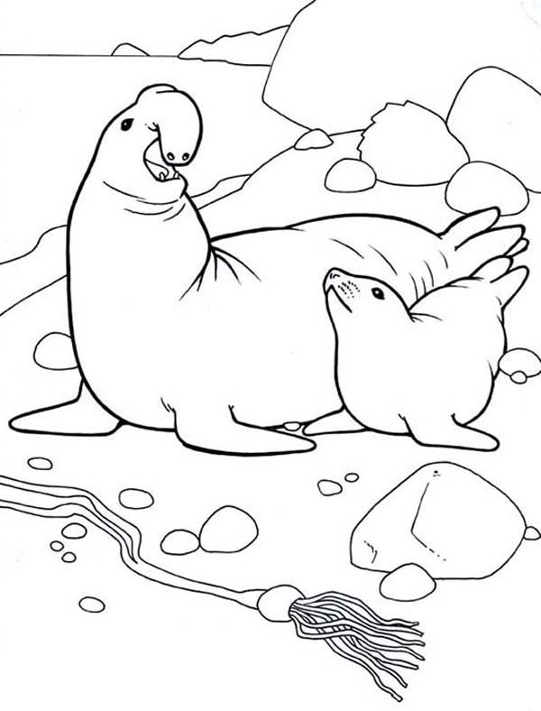 600x788 Elephant Seal Coloring Page - Elephant Seal Drawing