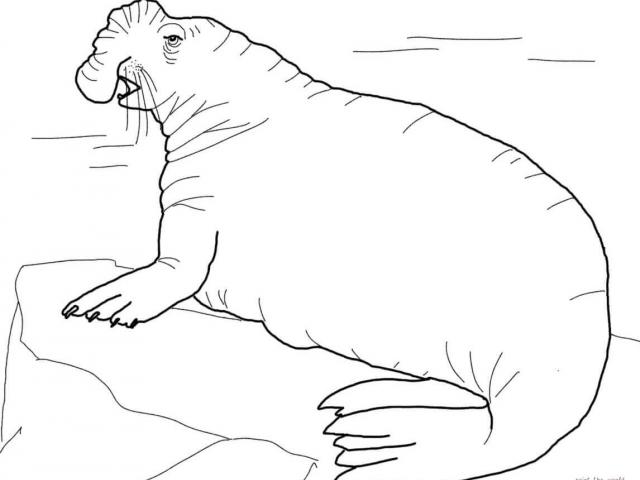 640x480 Free Elephant Seal Clipart, Download Free Clip Art - Elephant Seal Drawing