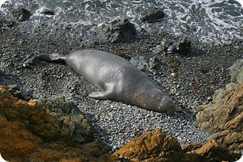 350x233 Hiking In Big Sur - Elephant Seal Drawing