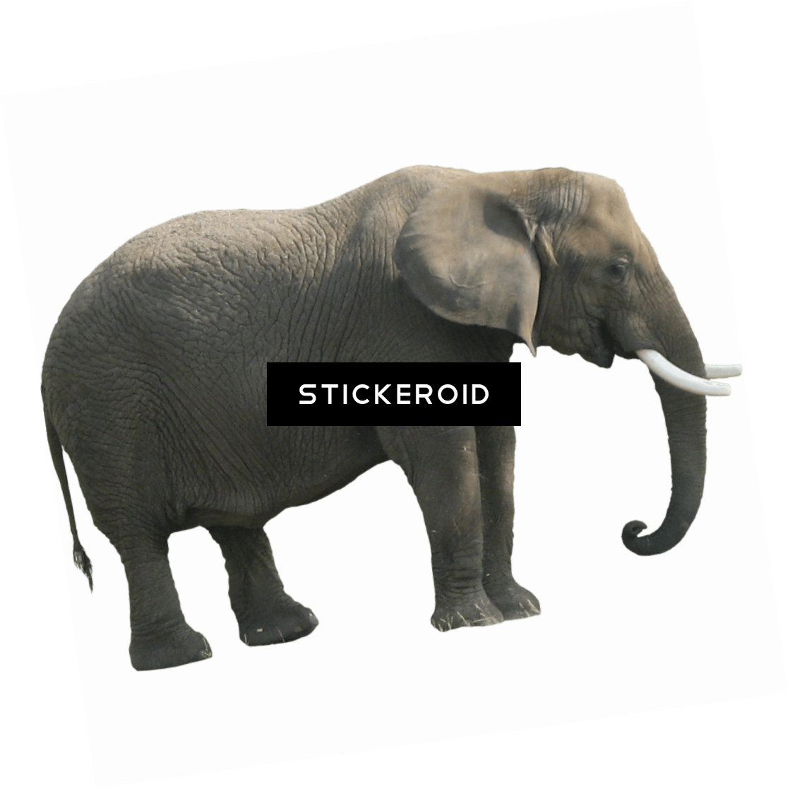 1116x1117 Drawing Elephants Side View Transparent Png Clipart Free - Elephant Side View Drawing