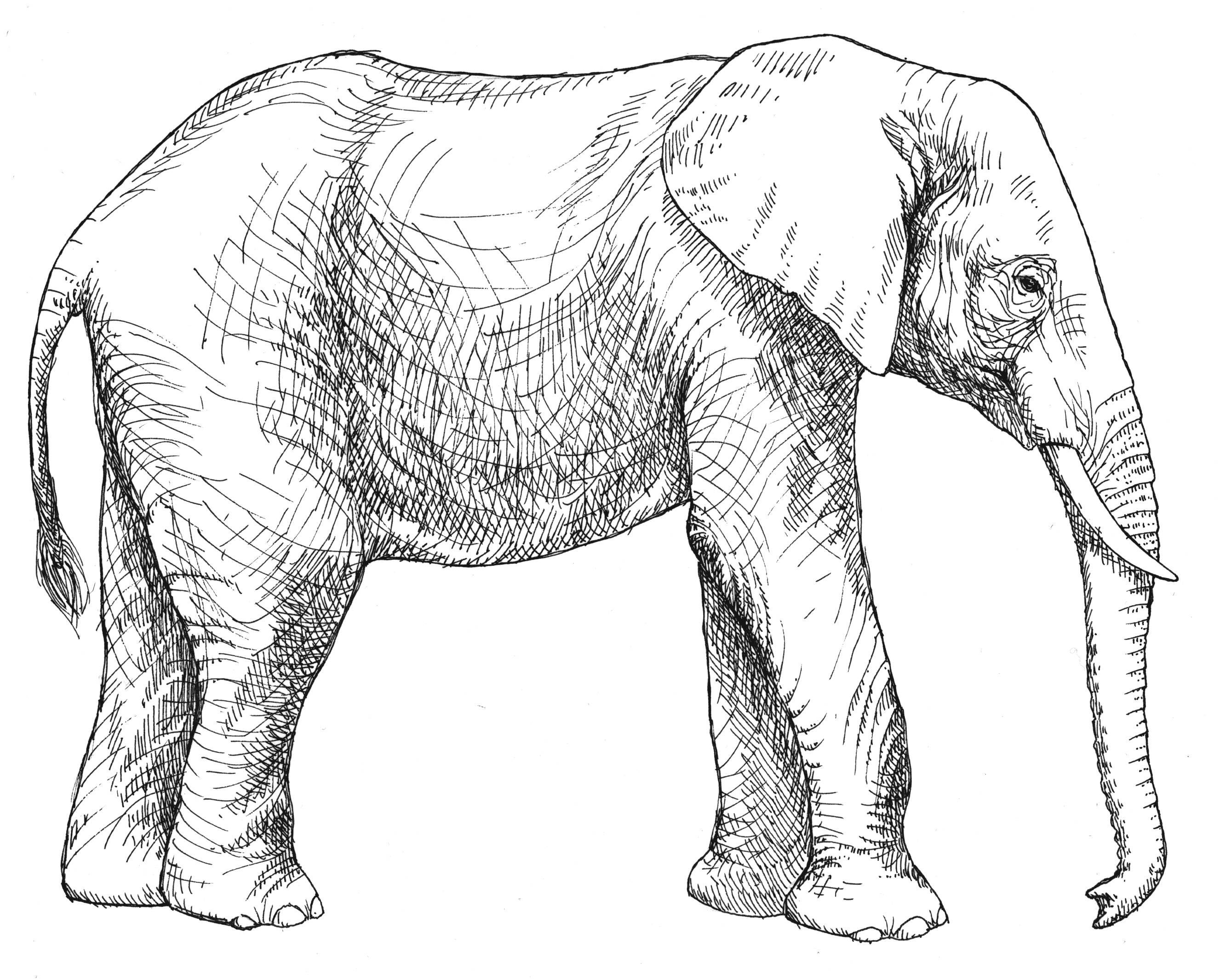 Download Elephant Side View Drawing at PaintingValley.com | Explore ...