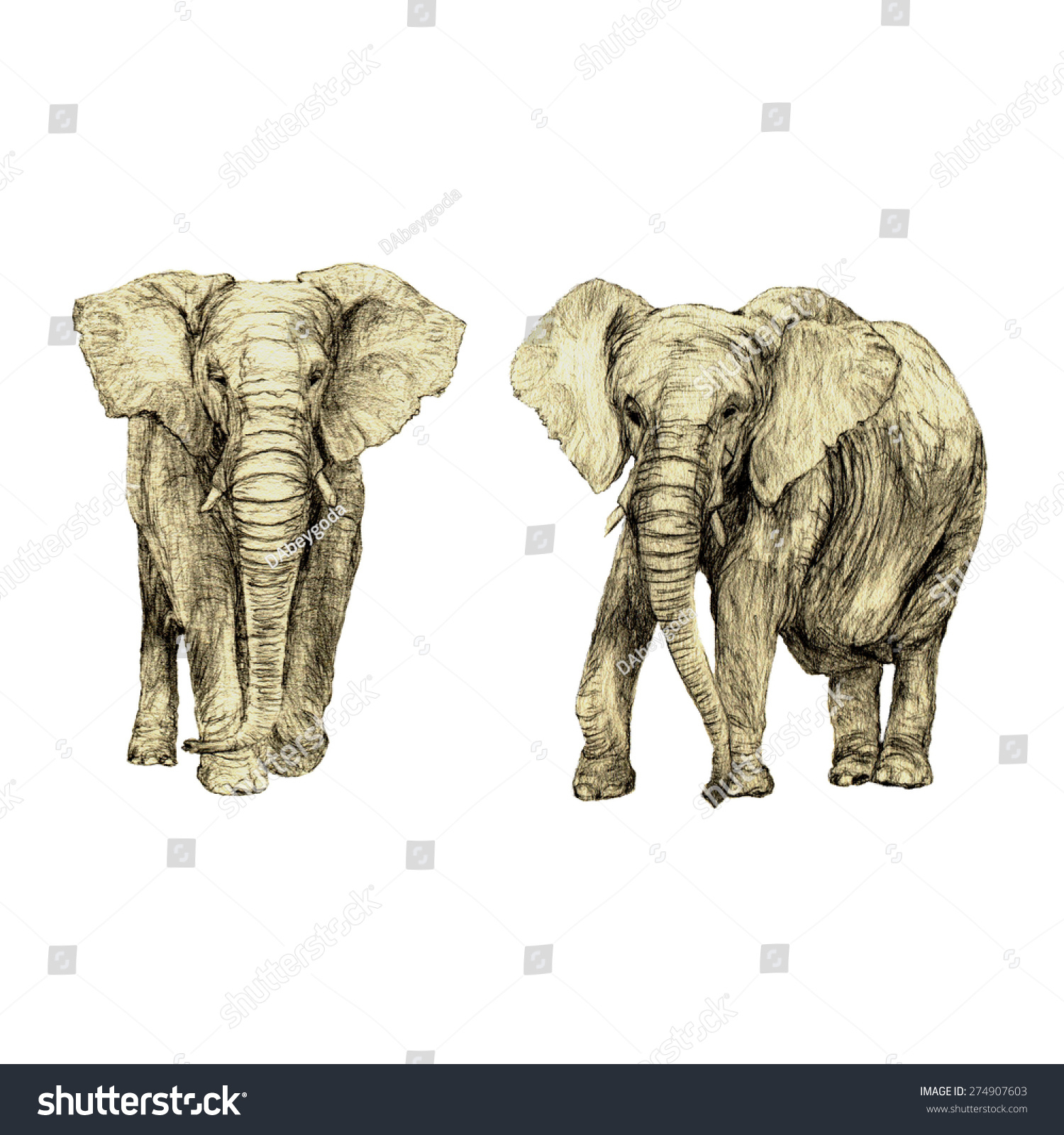 1500x1600 elephant side view drawing front side view african elephant - Elephant Side View Drawing