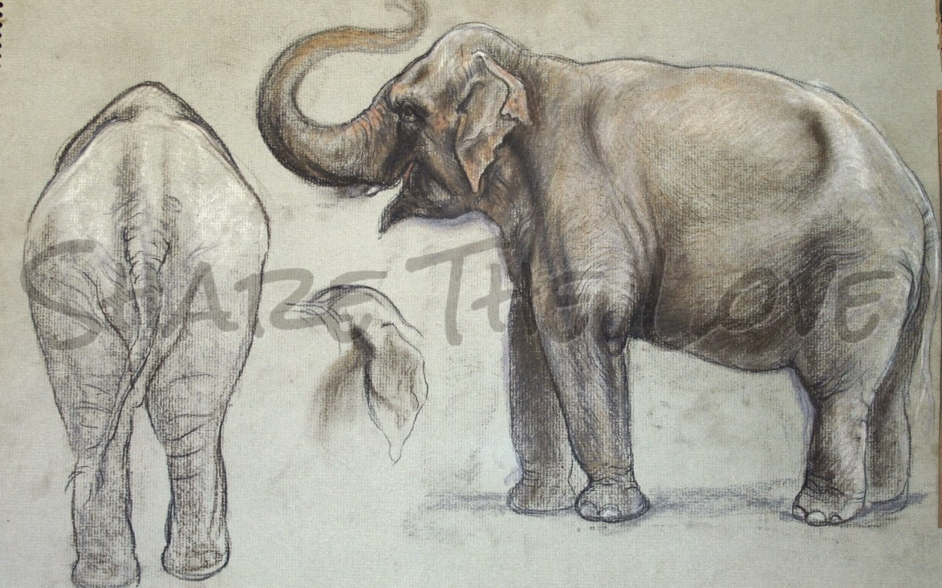 1368x855 Elephant Side View Drawing Share The Love Maureen's Elephant - Elephant Side View Drawing