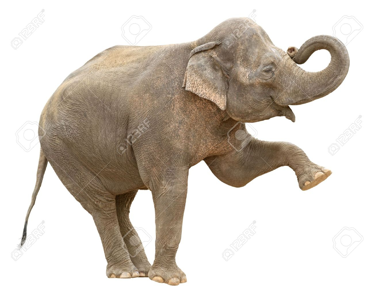 1300x1038 elephant side view drawing side view elephant stock photos - Elephant Side View Drawing