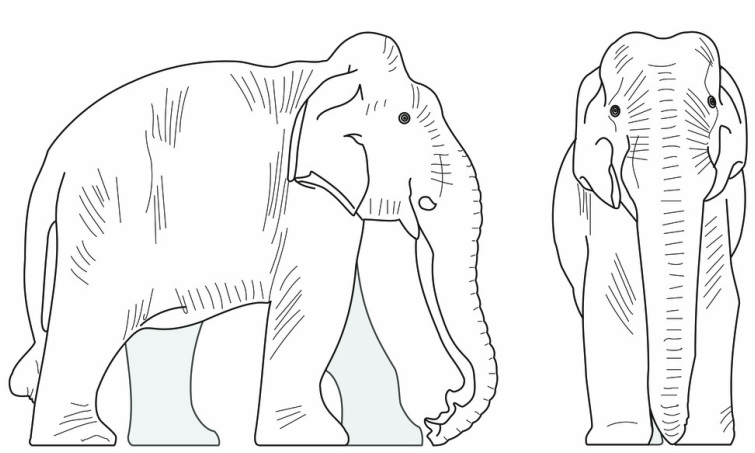 755x453 Elephant Head Side View Drawing - Elephant Side View Drawing