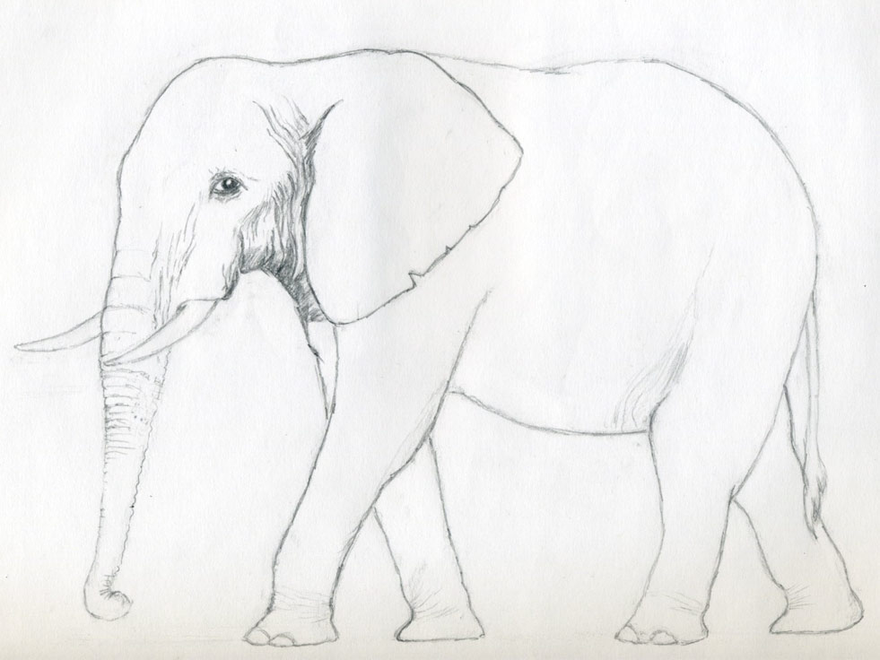 981x736 How To Draw An Elephant - Elephant Side View Drawing