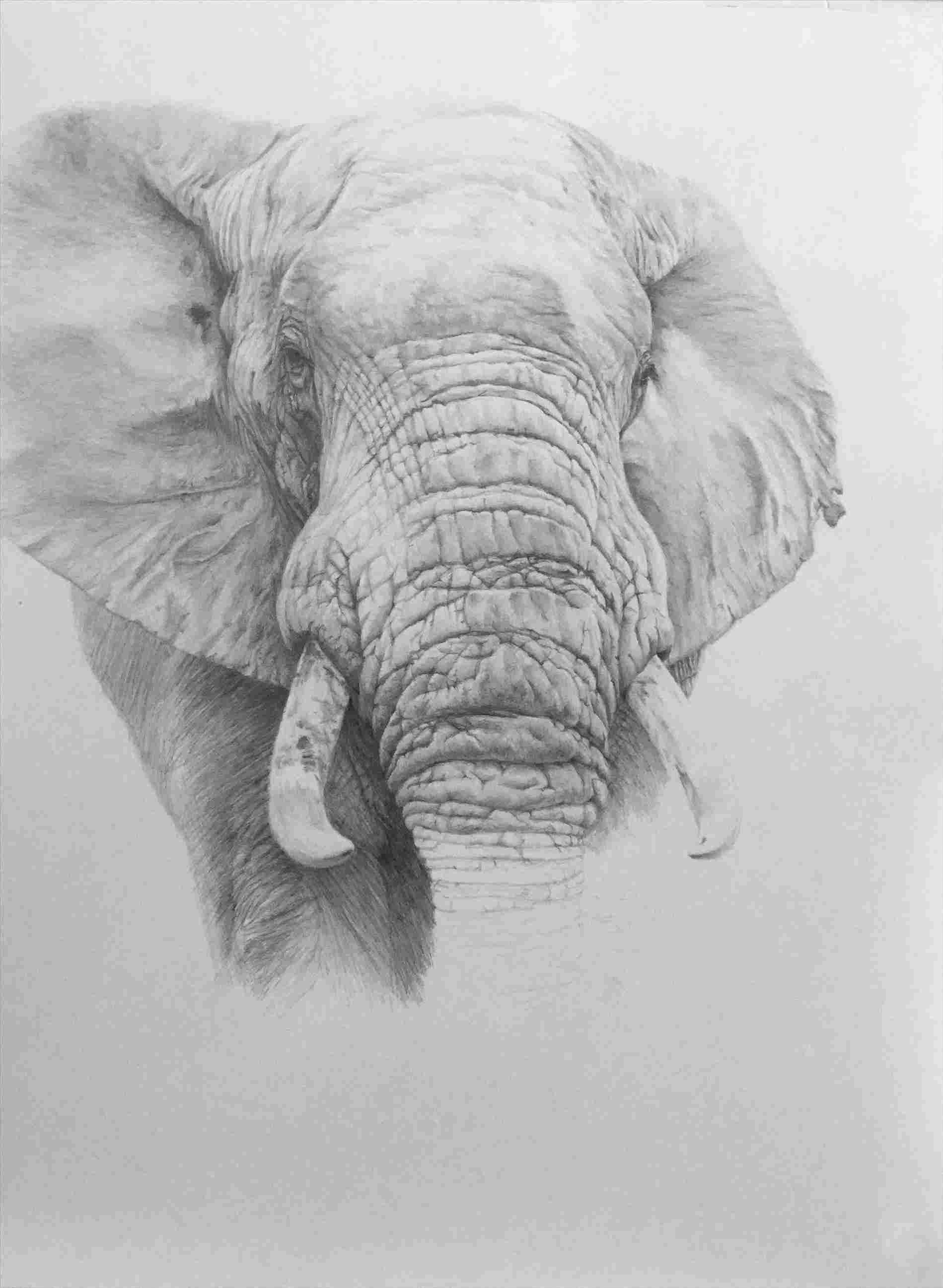1899x2595 Indian Elephant Pencil Drawing - Elephant Side View Drawing