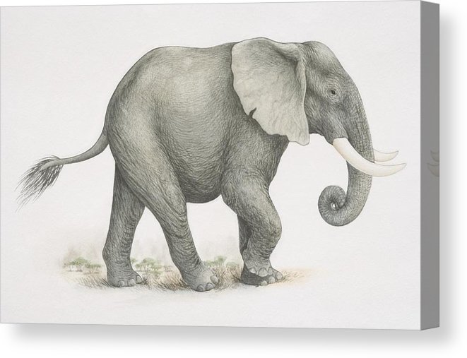 Elephant Side View Drawing At Explore Collection