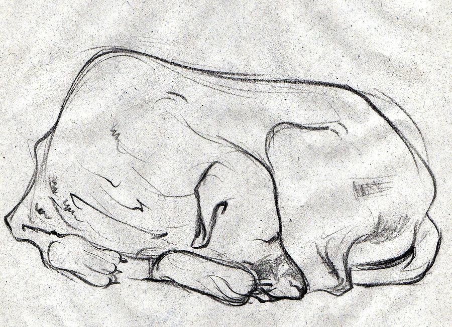 900x652 Black Sketch Of A Sleeping Dog From Side Frontal View Drawing - Elephant Side View Drawing