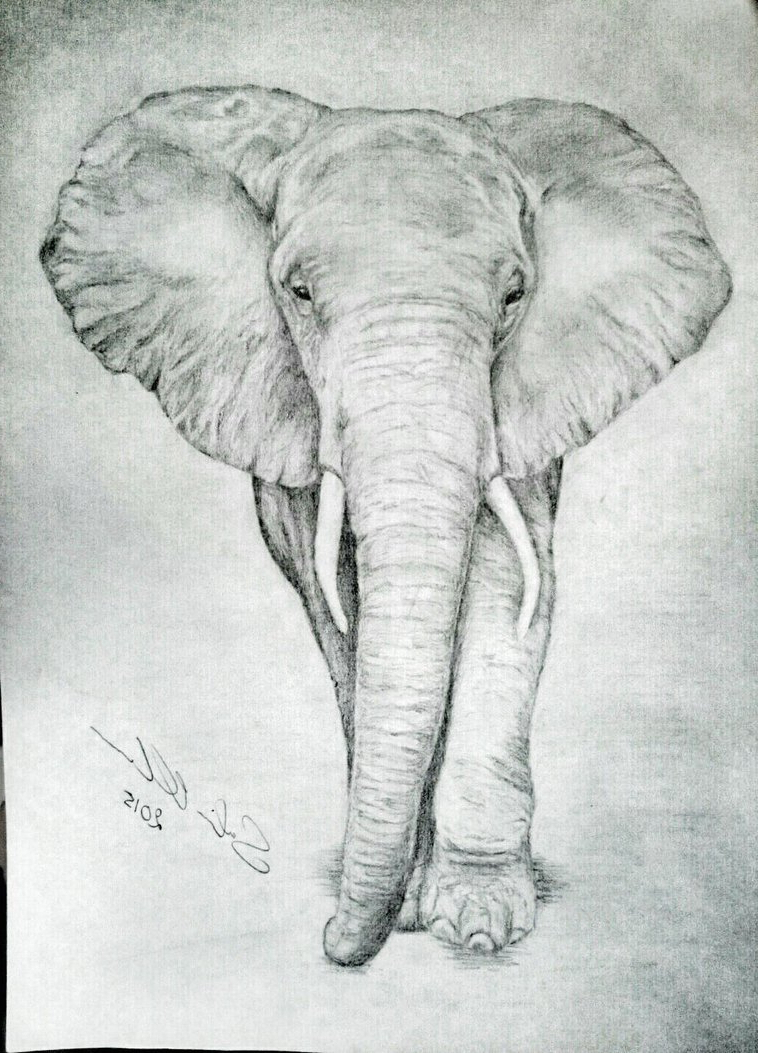 758x1053 Drawing Of Elephants - Elephant Sketches Drawings
