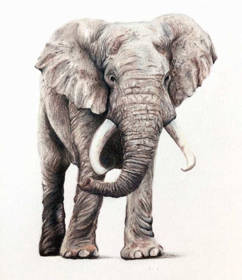 800x926 Elephant Drawing Inspirational Pencil Drawings Baby Center - Elephant Sketches Drawings