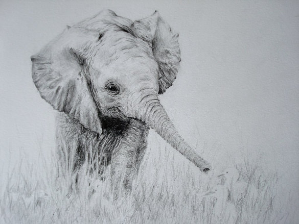 585x439 Elephant Drawings Free Printable, Png Format Download - Elephant Sketches Drawings