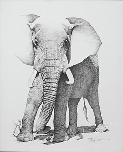 242x300 Elephant Pencil Drawing Drawings Fine Art America - Elephant Sketches Drawings