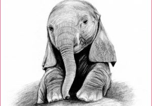 300x210 Elephant Pencil Sketch Photos Elephants Pencil Drawing - Elephant Sketches Drawings