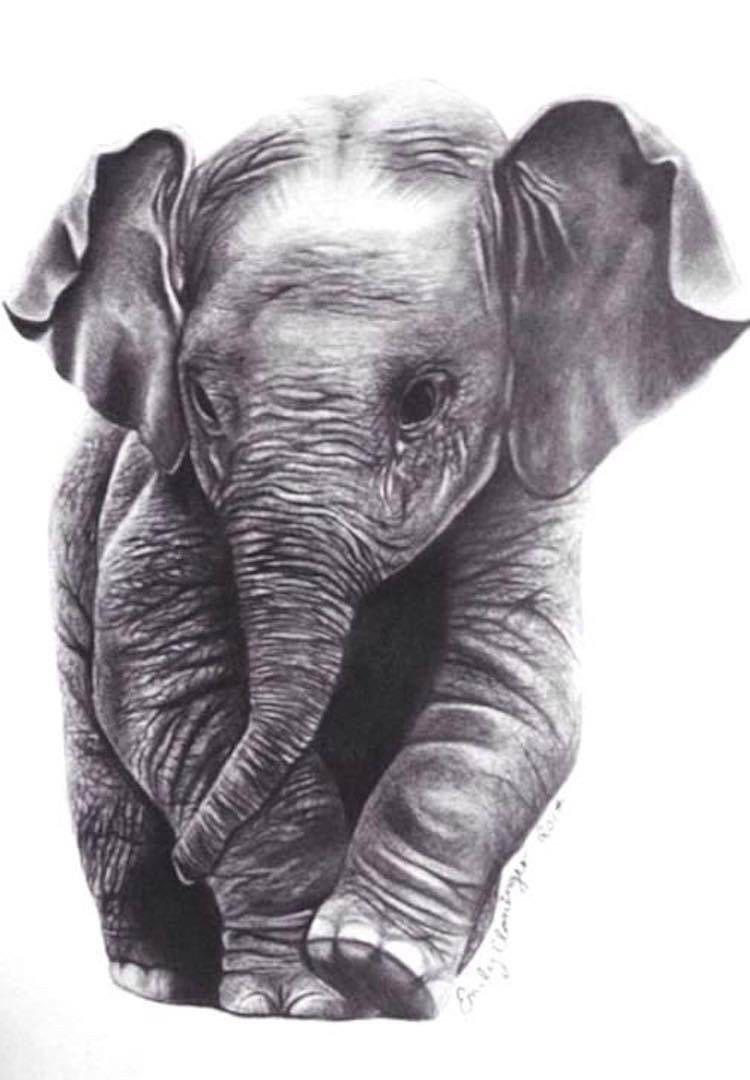 750x1080 Elephant Sketches - Elephant Sketches Drawings