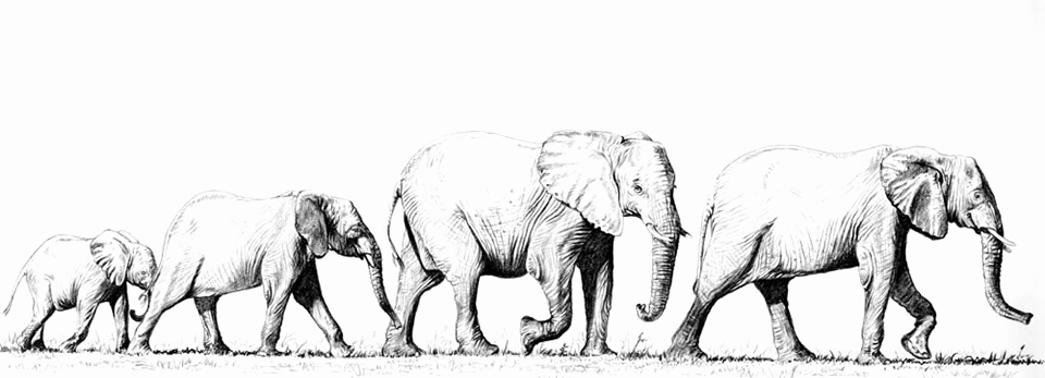 960x347 Elephant Sketches Drawings New Pencil Drawing Indian Elephant - Elephant Sketches Drawings