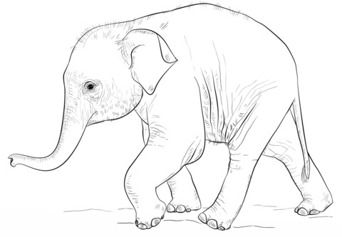 480x333 Inspirational Baby Elephant Sketches Drawings Pictures - Elephant Sketches Drawings