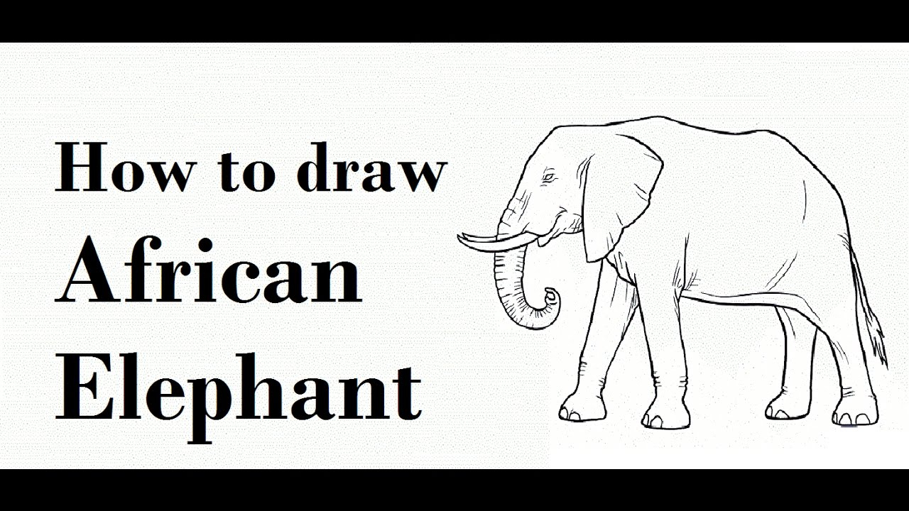 1280x720 Pencil Sketch Of Elephant How To Draw African Elephant Pencil - Elephant Sketches Drawings
