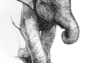 300x210 Sketches Of Elephants - Elephant Sketches Drawings