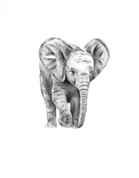 474x607 Sketches Of Elephants Elephant Drawings A Step - Elephant Sketches Drawings