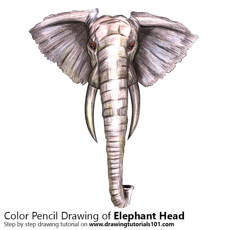800x800 The World's Best Photos Of Elephant And Sketching - Elephant Sketches Drawings