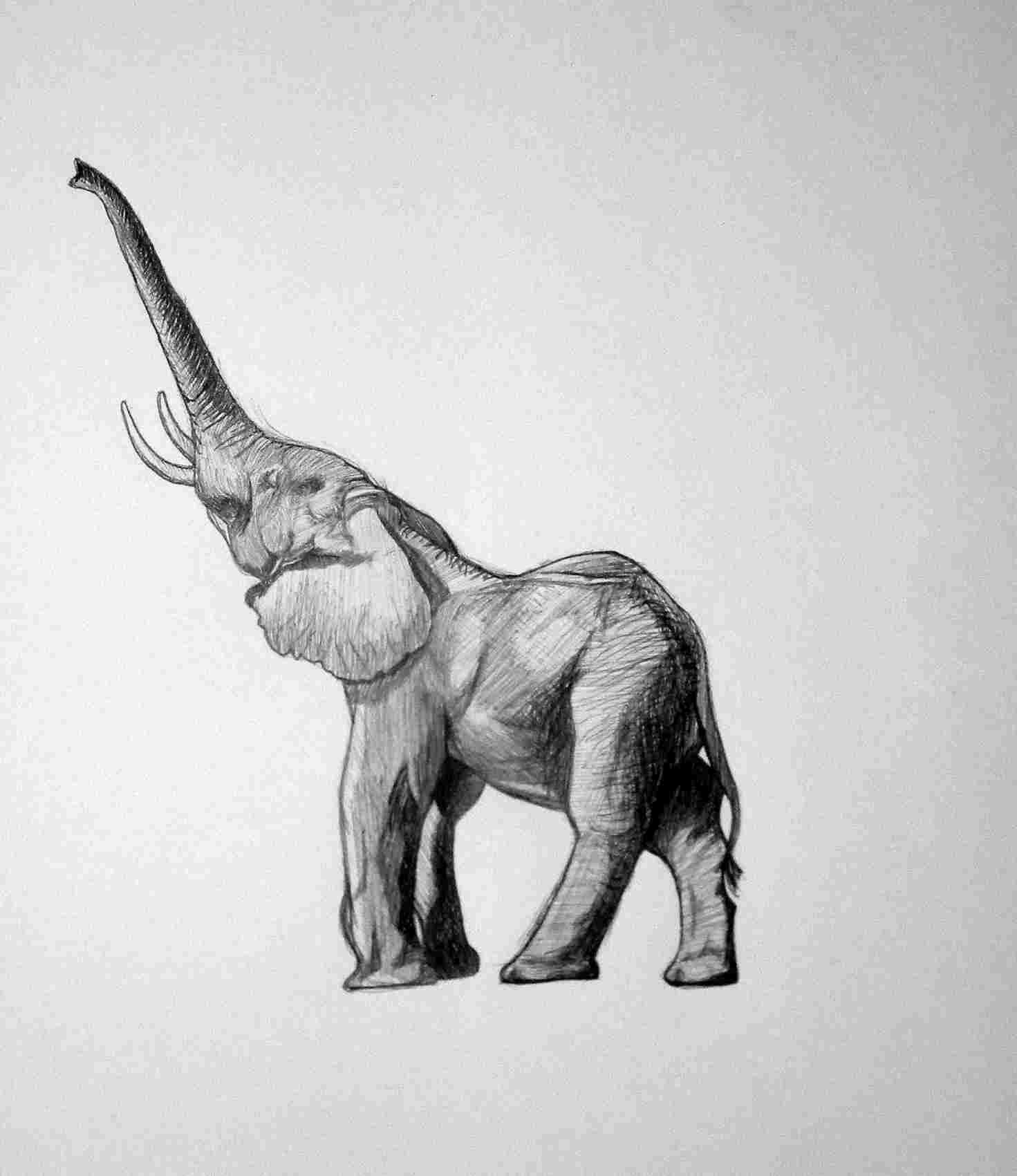 1471x1701 Artrhmurrayralfecom Elephant Sketches Of Elephants Pencil Drawings - Elephant Sketches Drawings