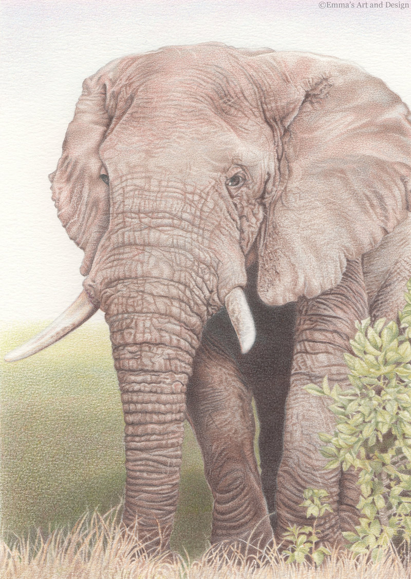 800x1128 Authentic Drawing Of Elephants Sketches Pencil Elephant Sketch - Elephant Sketches Drawings