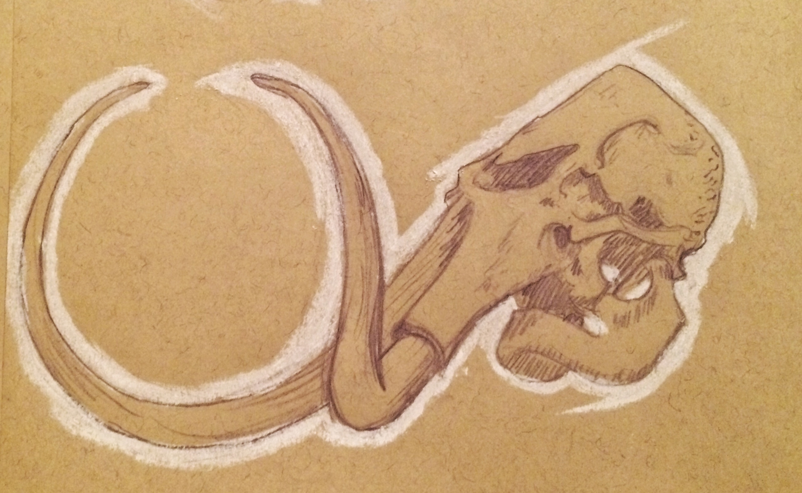 2590x1592 Elephant Skull - Elephant Skull Drawing