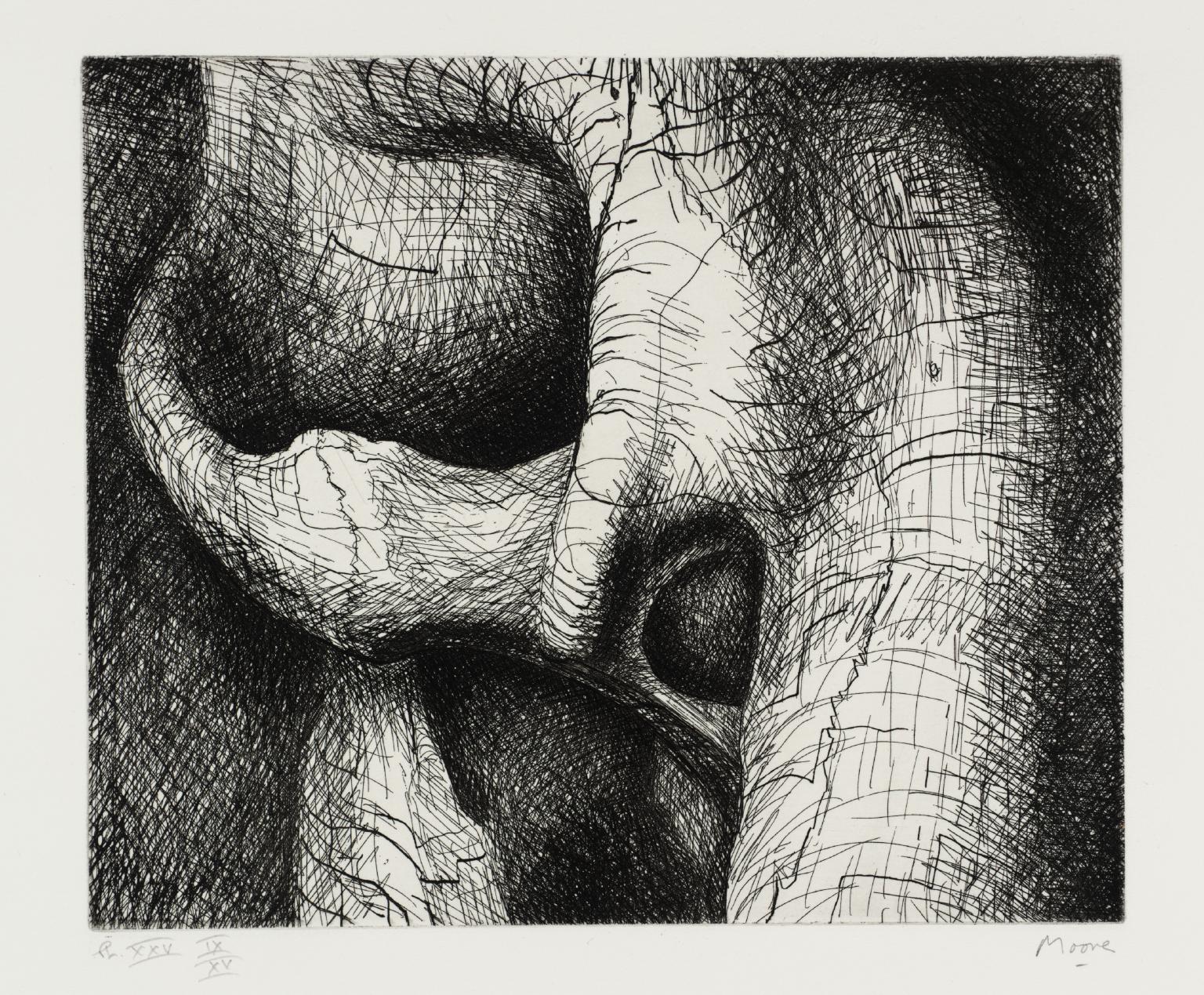 1536x1269 Elephant Skull Plate Xxv', Henry Moore Om, Ch, Tate - Elephant Skull Drawing