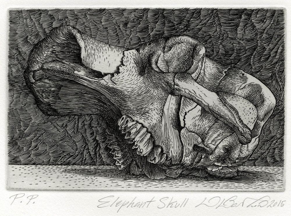 1000x743 Elephant Skull Overpass Projects - Elephant Skull Drawing