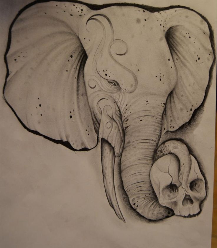 736x841 Art Illustration - Elephant Skull Drawing