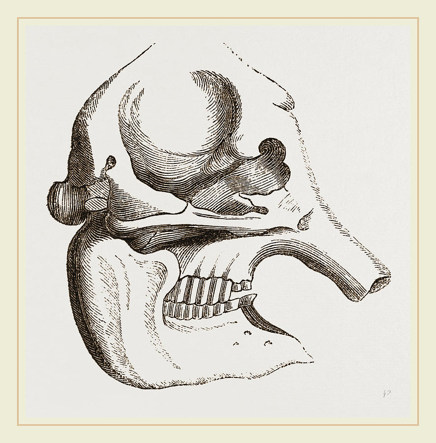 887x900 Skull Of African Elephant Drawing - Elephant Skull Drawing