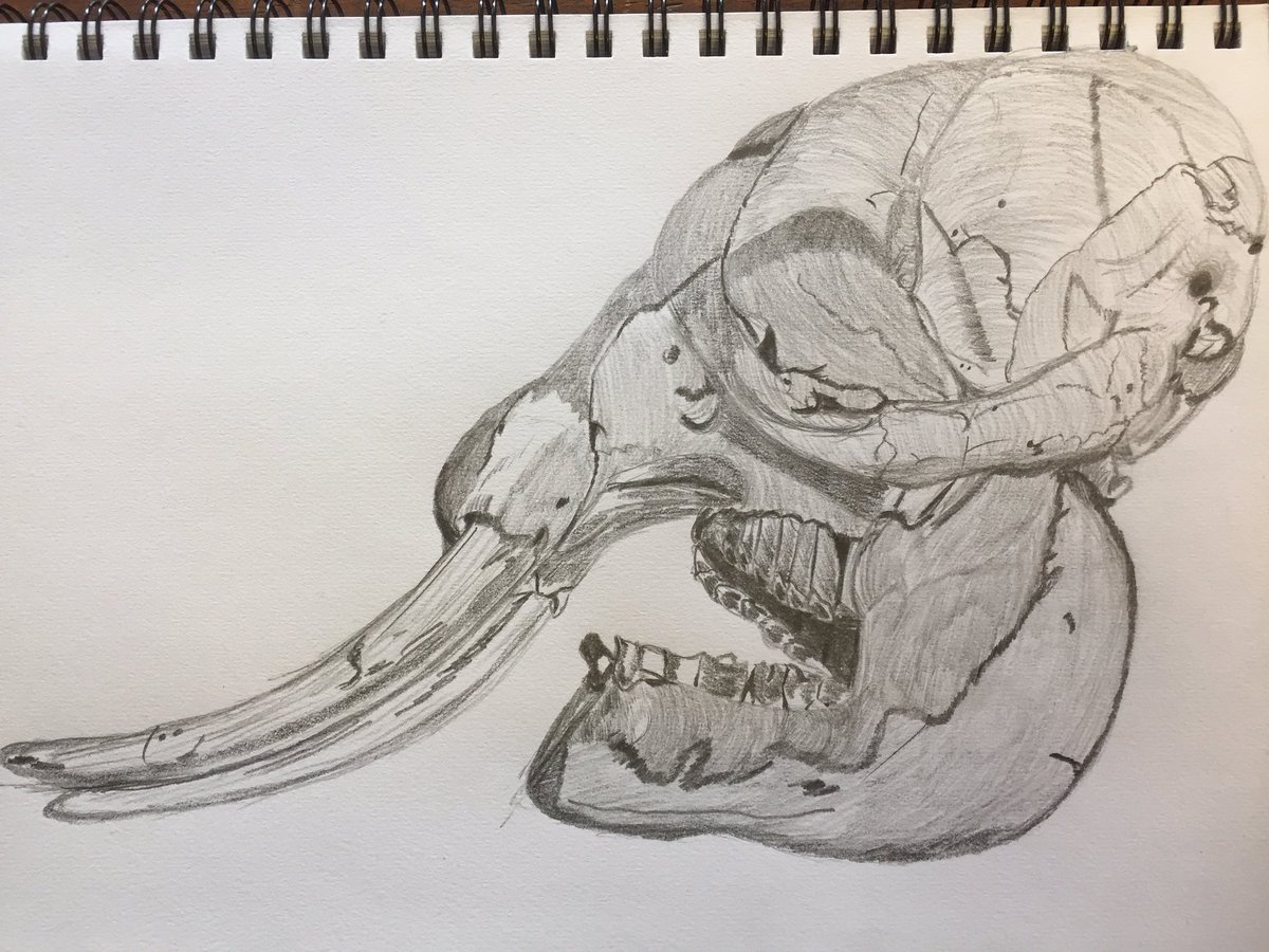 Строение черепа мамонта